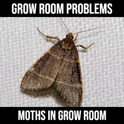 Moths In Grow Room 